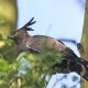 Photo of Long-crested Eagle