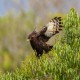Photo of Long-crested Eagle