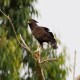 Photo of Long-crested Eagle