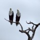 Photo of African Fish-Eagle