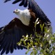 Photo of African Fish-Eagle