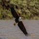 Photo of African Fish-Eagle