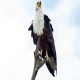 Photo of African Fish-Eagle