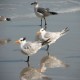 Photo of Royal Tern