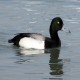 Photo of Lesser Scaup