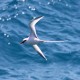 Photo of White-tailed Tropicbird