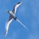 Photo of White-tailed Tropicbird