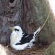 Photo of White-tailed Tropicbird