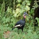 Photo of Abyssinian Ground Hornbill