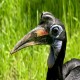 Photo of Abyssinian Ground Hornbill
