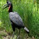Photo of Abyssinian Ground Hornbill