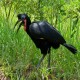 Photo of Abyssinian Ground Hornbill