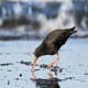 Photo of Sooty Oystercatcher