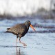 Photo of Sooty Oystercatcher