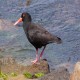 Photo of Sooty Oystercatcher