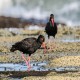 Photo of Sooty Oystercatcher