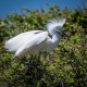 Photo of Snowy Egret