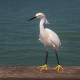 Photo of Snowy Egret