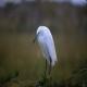 Photo of Snowy Egret