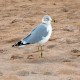 Photo of Ring-billed Gull