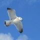 Photo of Ring-billed Gull