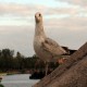 Photo of Ring-billed Gull