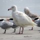 Photo of Glaucous Gull