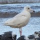 Photo of Glaucous Gull