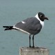 Photo of Laughing Gull