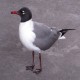 Photo of Laughing Gull
