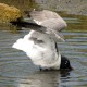 Photo of Laughing Gull