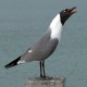 Photo of Laughing Gull