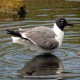 Photo of Laughing Gull