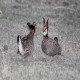 Photo of Greater Prairie-Chicken