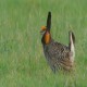 Photo of Greater Prairie-Chicken