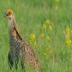 Photo of Greater Prairie-Chicken
