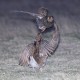 Photo of Greater Prairie-Chicken