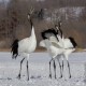 Photo of Red-crowned Crane