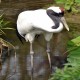 Photo of Red-crowned Crane
