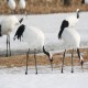Photo of Red-crowned Crane