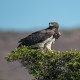 Photo of Martial Eagle