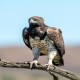 Photo of Martial Eagle