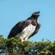 Photo of Martial Eagle
