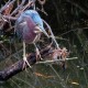 Photo of Green Heron