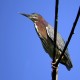 Photo of Green Heron