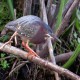 Photo of Green Heron