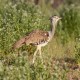 Photo of Kori Bustard