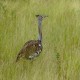 Photo of Kori Bustard