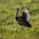 Photo of Kori Bustard