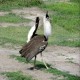 Photo of Kori Bustard
